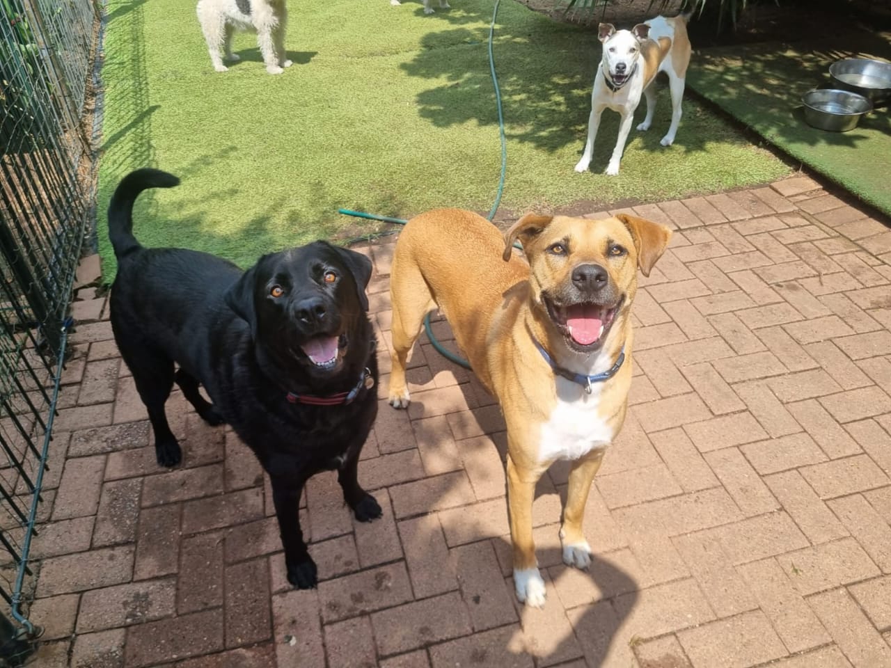 Pawsome Pups in action